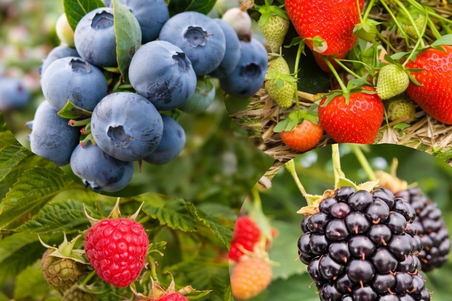 Internationale zachtfruitveredelingsprogramma’s centraal op gezamenlijk sector­evenement in maart