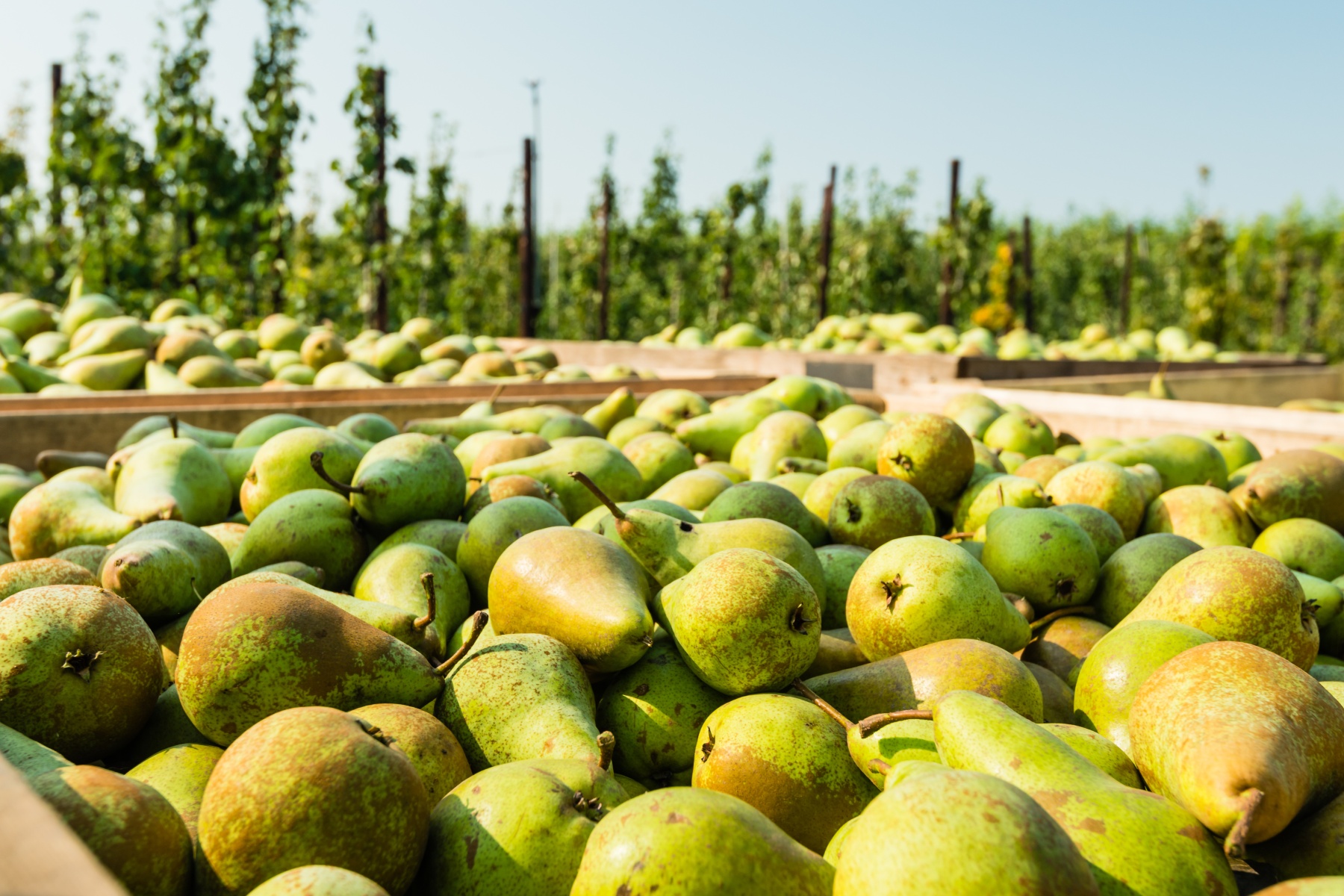 "Groot volume Conference op de markt uit zowel VK als Benelux"