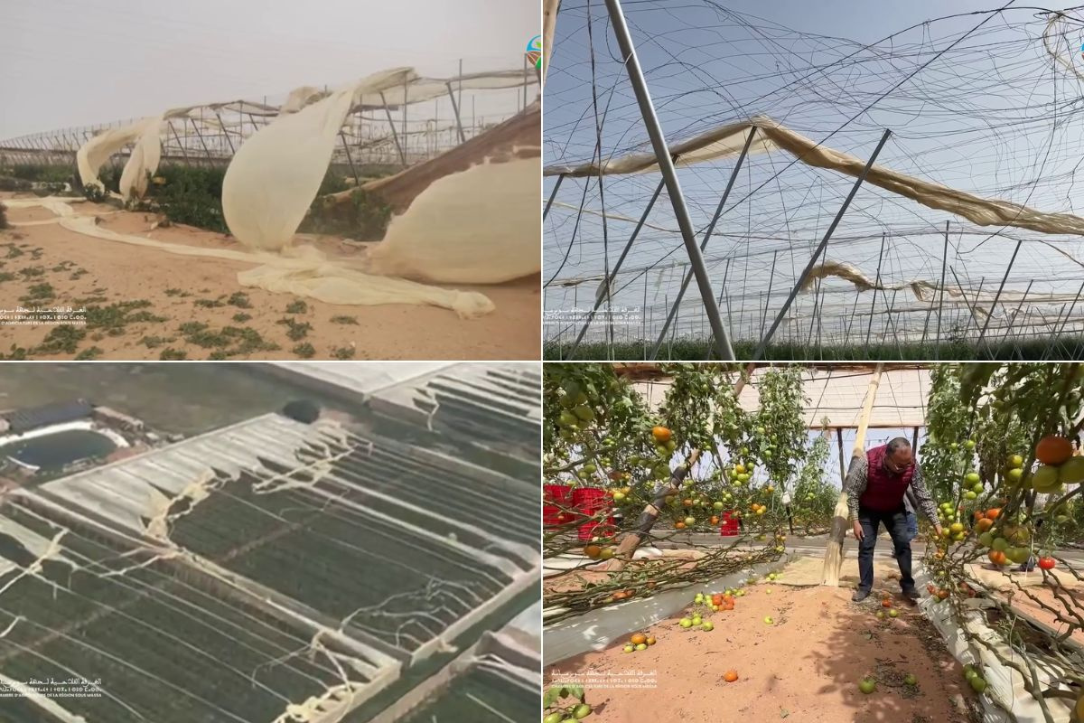Catastrofale schade aan kassen en gewassen in Souss-Massa