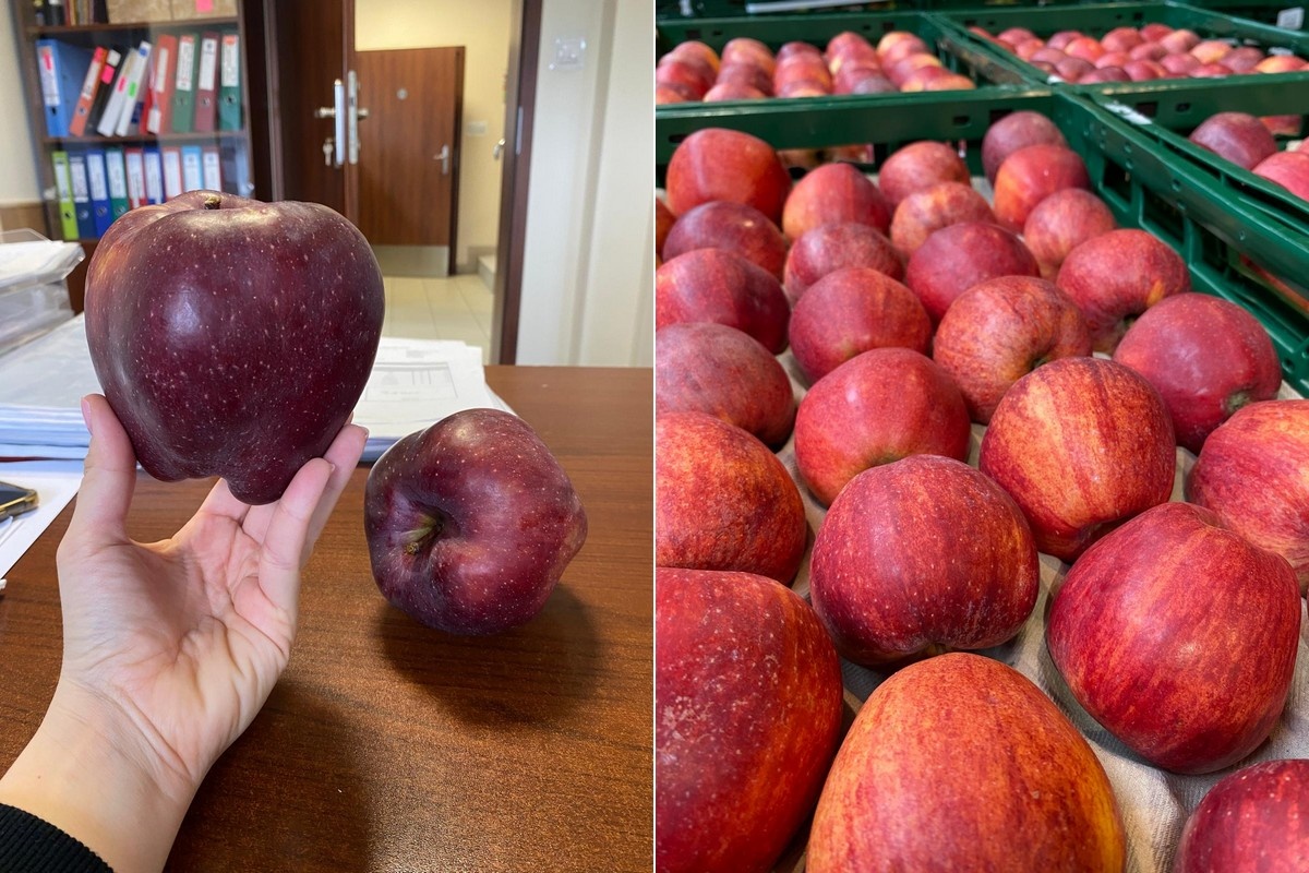 Late vorst en droogte drukken kwaliteit Poolse appelen