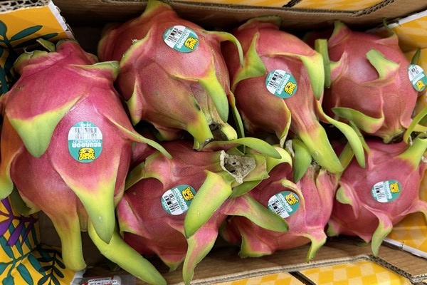 Стабильные поставки драгонфрута из Эквадора и вопросы качества