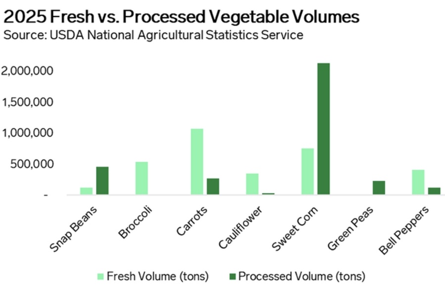 Выход моркови вырос в 2025 году: итоги сезона по данным USDA