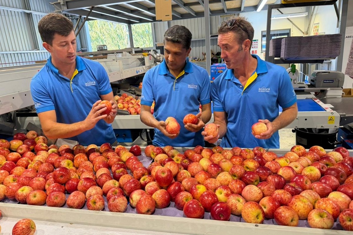 Groeiende vraag naar importappels in India
