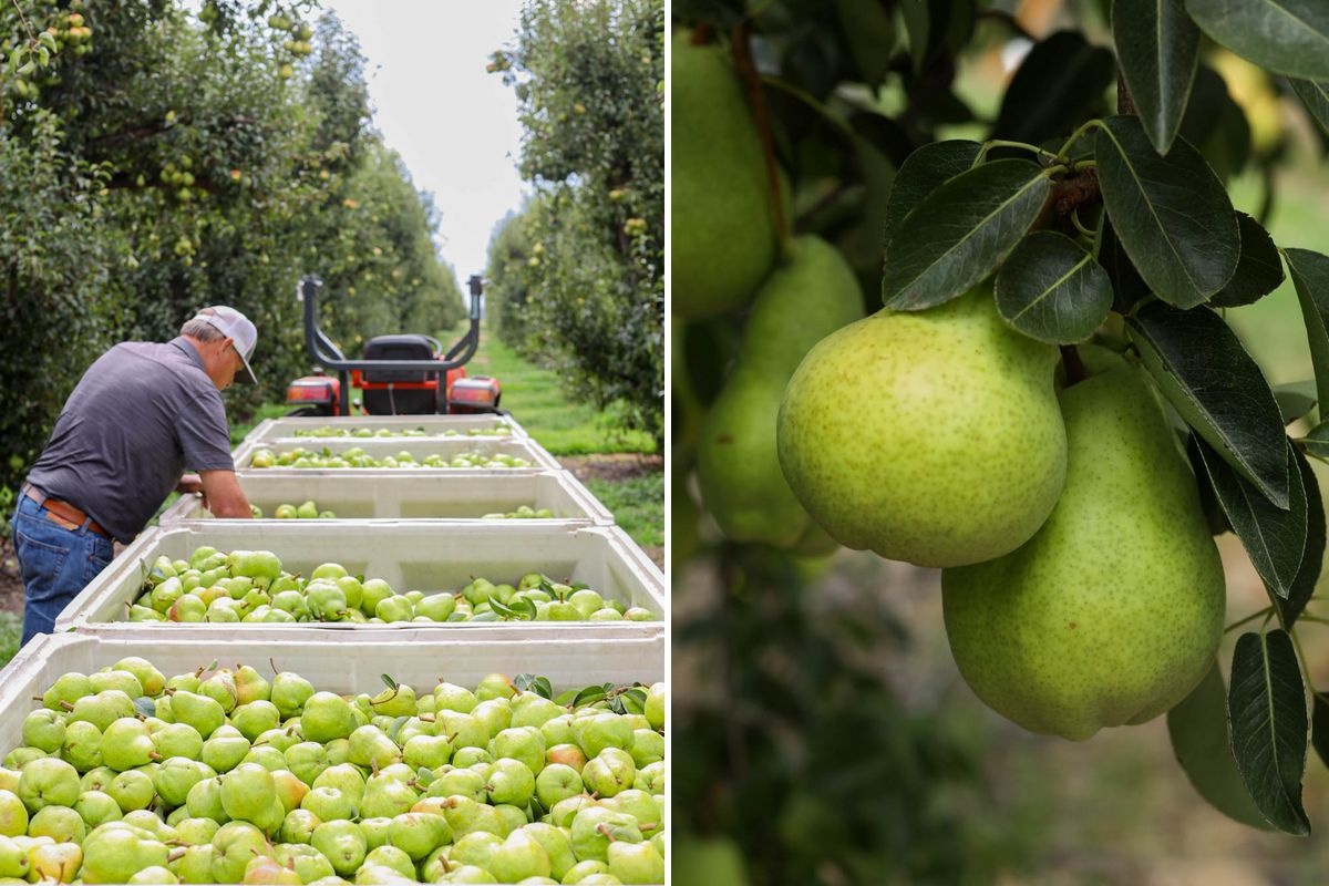 За два года Калифорния потеряла 800 акров груш
