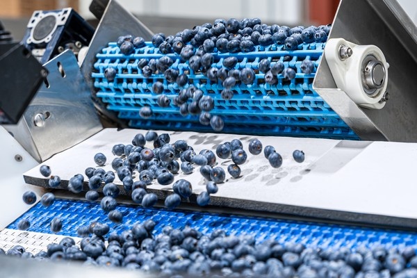 Сезон голубики стартует при сниженных объёмах