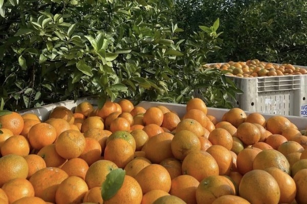 Флорида: качество апельсинов выше, но урожай ниже
