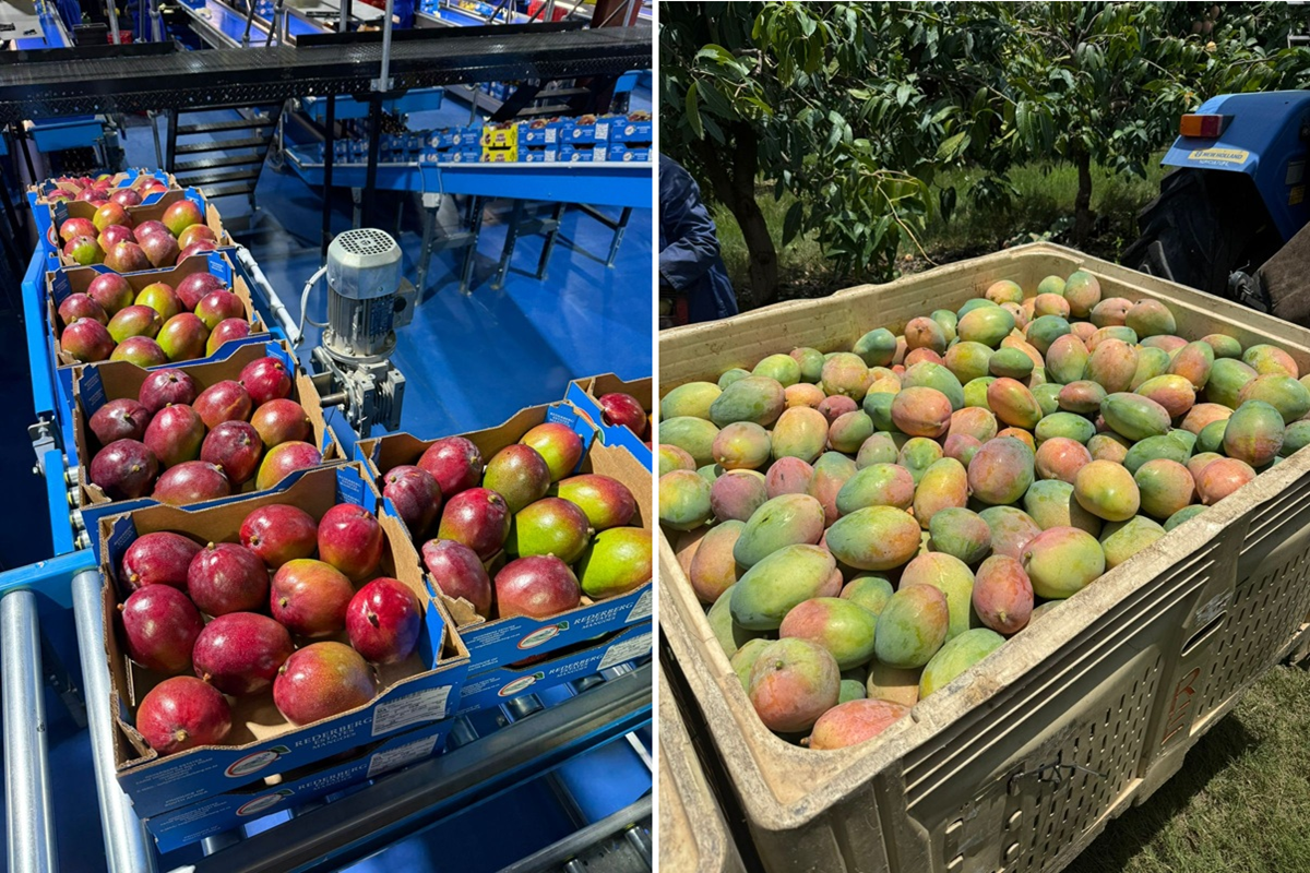 ЮАР ищут пути поставок манго в ОАЭ на фоне кризиса