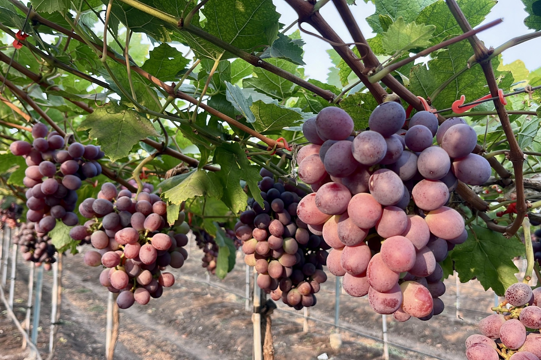 Новые сорта винограда в Индии: экспорт и урожаи