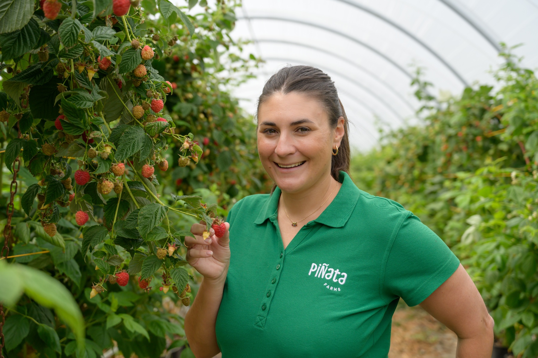 Стабильность как драйвер роста ягодной фермы