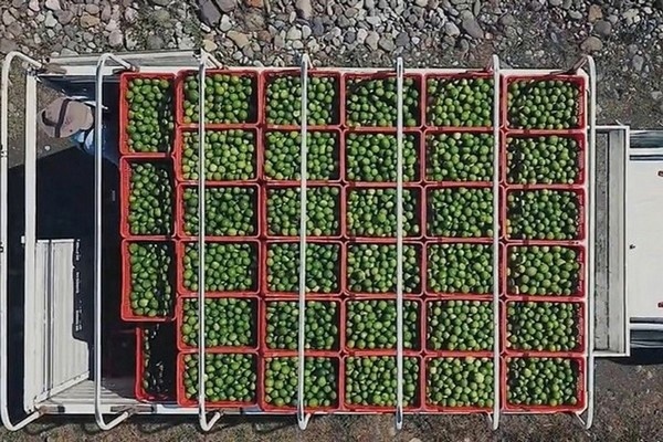 Погода в Веракрузе повысила цену на лимоны