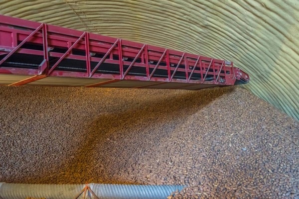 Сокращение посевов картофеля в Айдахо: причины и последствия для сезона