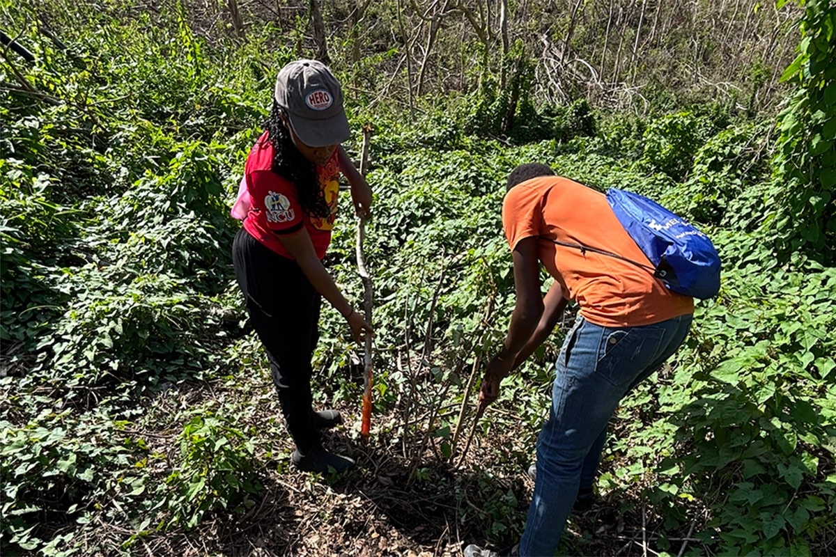 Ямайка высаживает хлебное дерево для укрепления продовольственной безопасности