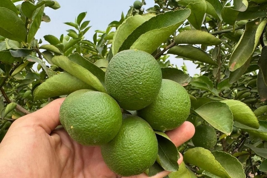 Импорт лаймов из Бразилии на рынок Великобритании и Европы
