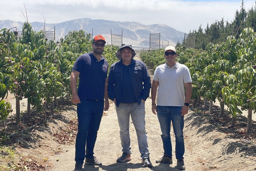 Начало поставок органических манго Кент из Перу с середины марта