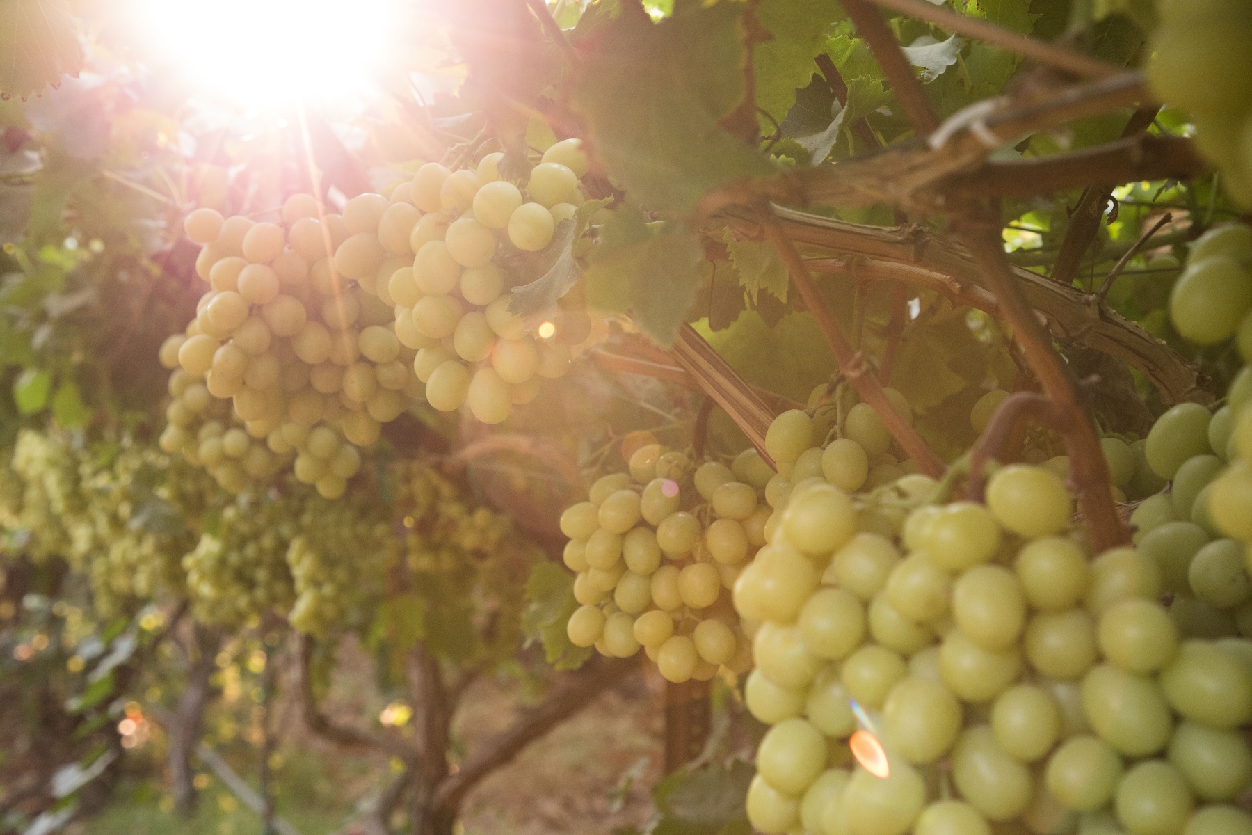 Смесь сортов винограда помогает австралийскому экспортеру