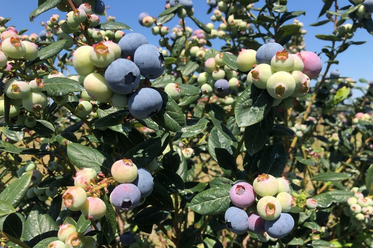 Фермеры Флориды восстанавливают посадки после морозов