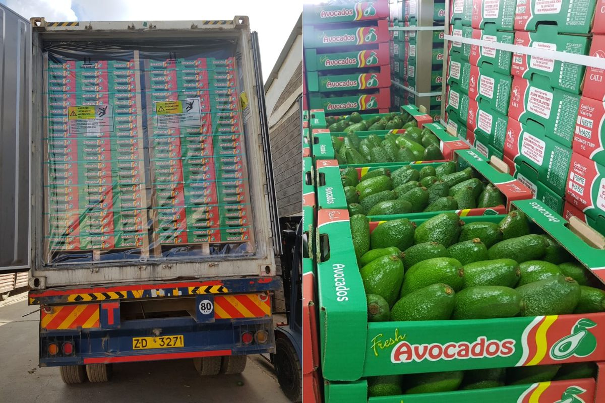 Кения: спрос на авокадо в Европе и на Ближнем Востоке растёт