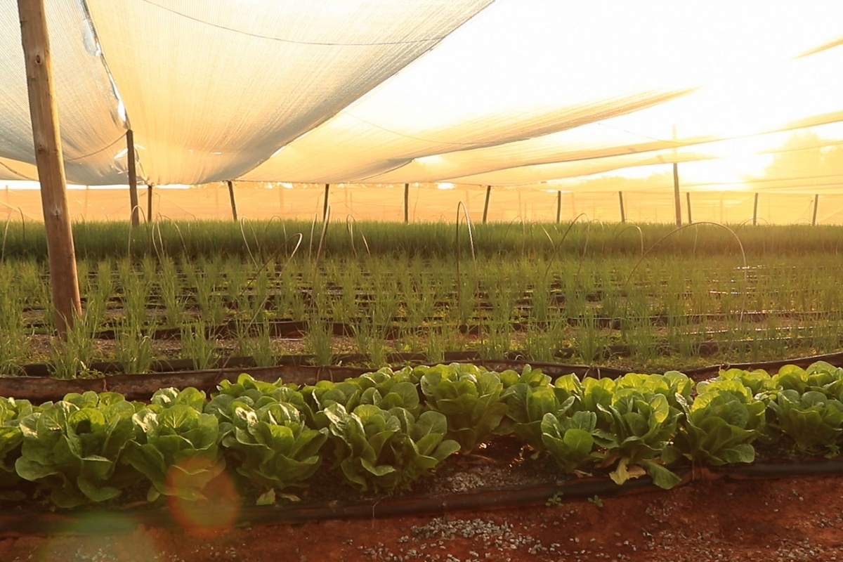 Оценка программы устойчивого земледелия Woolworths