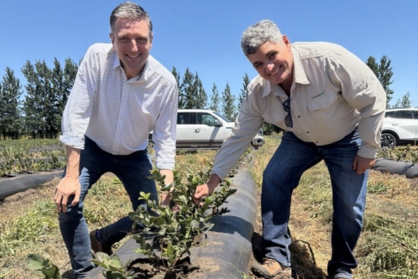 Чилийские сады ягод пересматривают генетику