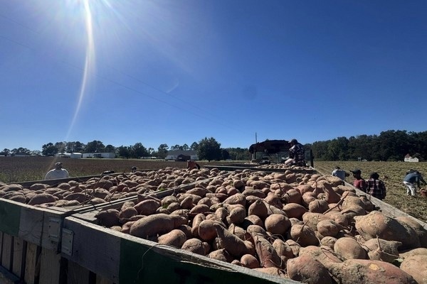 Спрос на картофель-свеклу растёт в Новом Воронеже