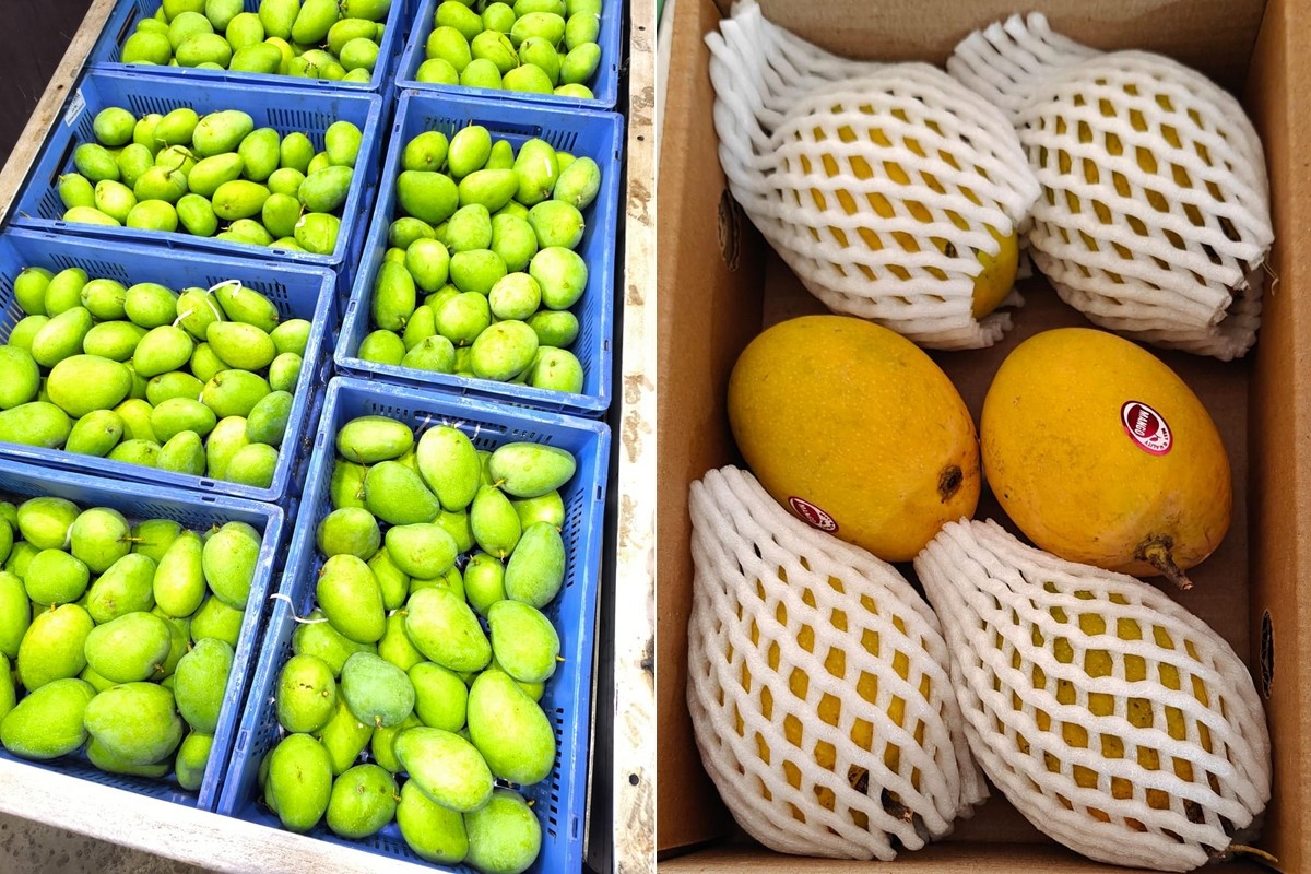 Indiase mango-export onder druk: noodtoeslagen tot $4.000 per container