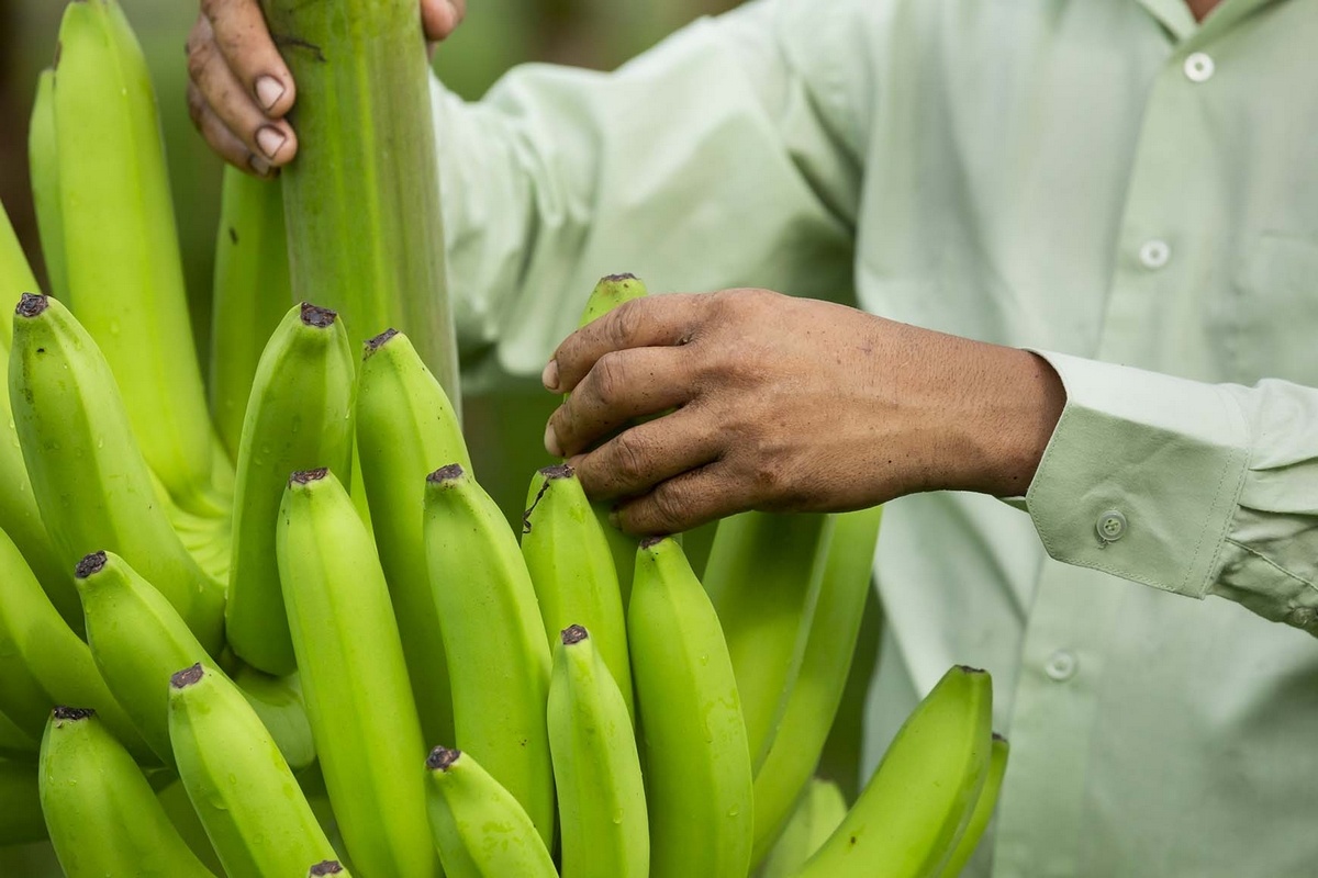 Британский биотех-стартап получил $105 млн для разработки генотипированных бананов