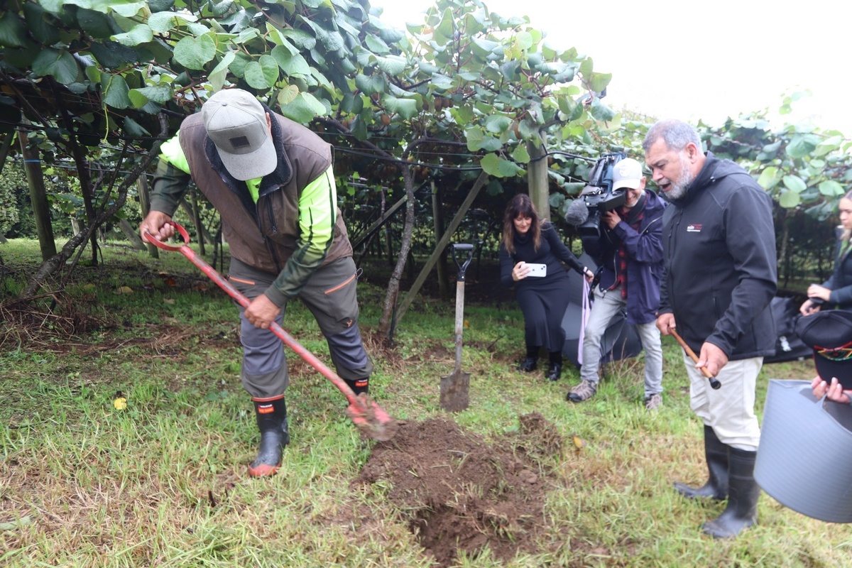 Новозеландская область Northland делает ставку на инфраструктуру и сектор киви
