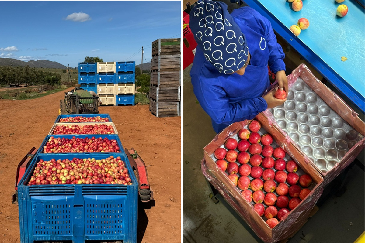 Урожай яблок и груш в Ланклоф: как бороться с непогодой