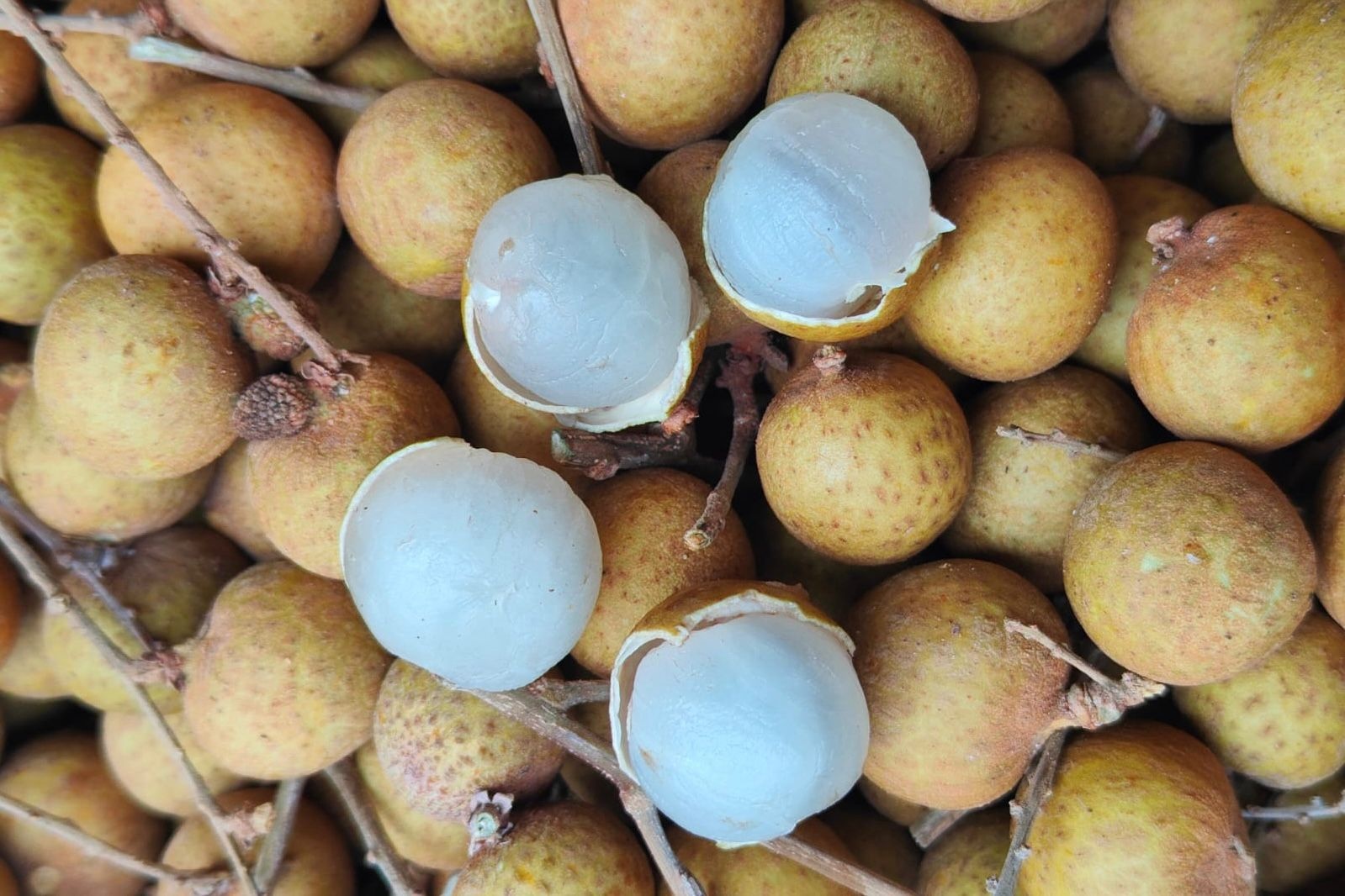 Тайские лонганы в Индию: логистика и сроки