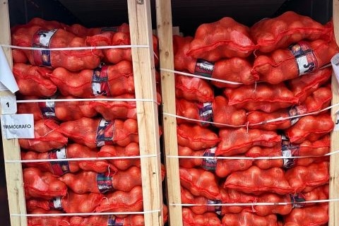 Первые чилийские ранние луковицы прибыли в Великобританию