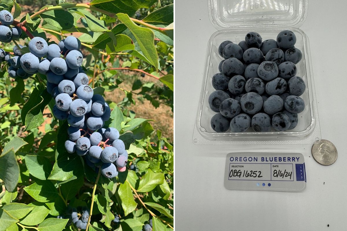 Новая сорта редиски «Раптор»: улучшенные характеристики