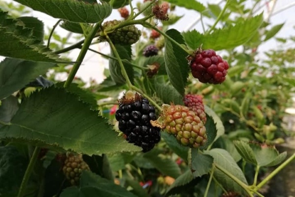 Греческие производители малины, клубники и черники начинают активизацию