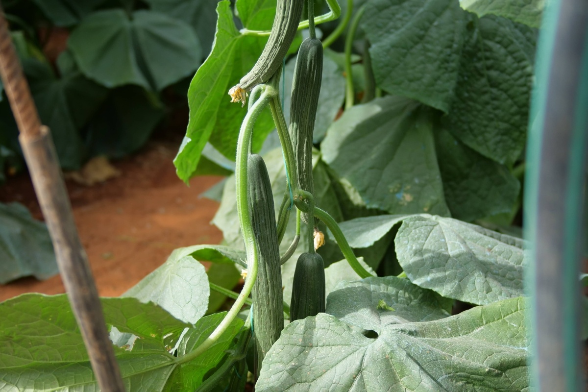 Трудности для греческих огурцов