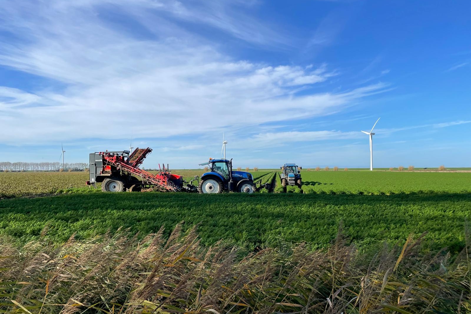 Высокий урожай моркови давит на цены