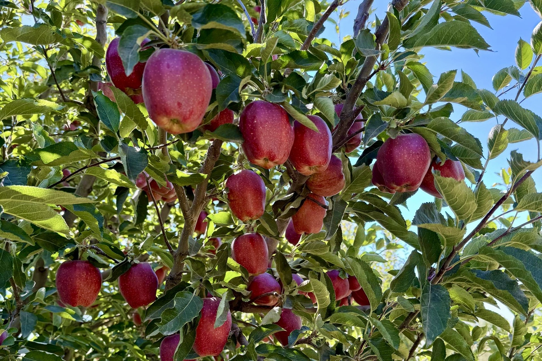 США и Иран: напряженность обрушила рынок яблок и киви в Индии