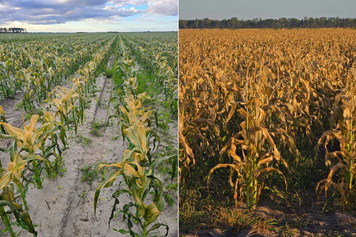 Historisch hoge prijzen op de Amerikaanse suikermaïsmarkt