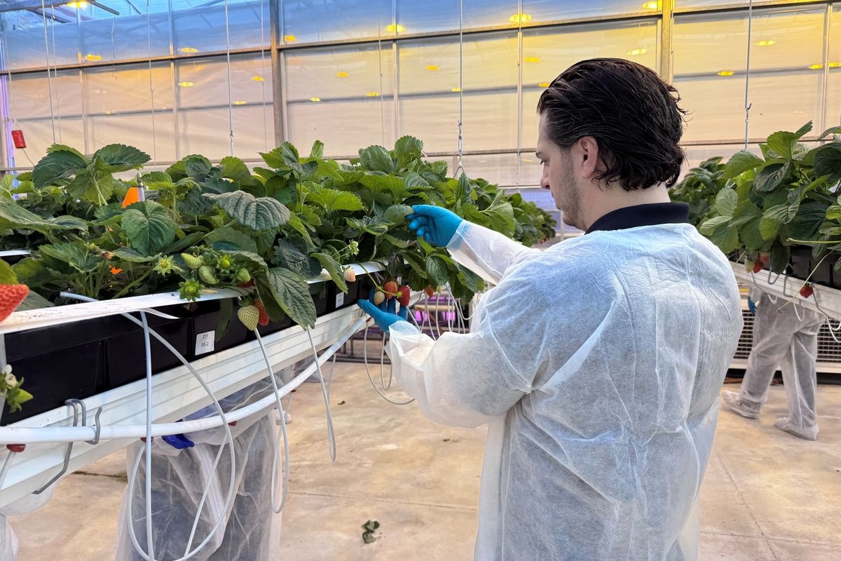 "Onze missie is om nieuwe aardbeirassen sneller en goedkoper op de markt te brengen"