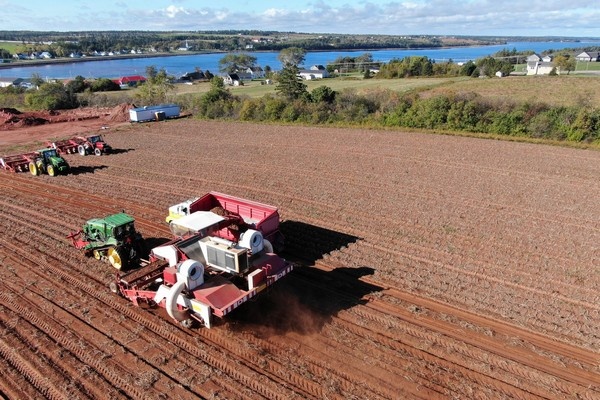 Канадский картофель получил доступ на рынок Мексики