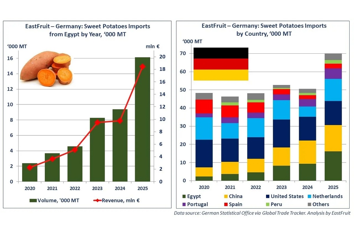 Египет занял 23% импорта батата в Германии