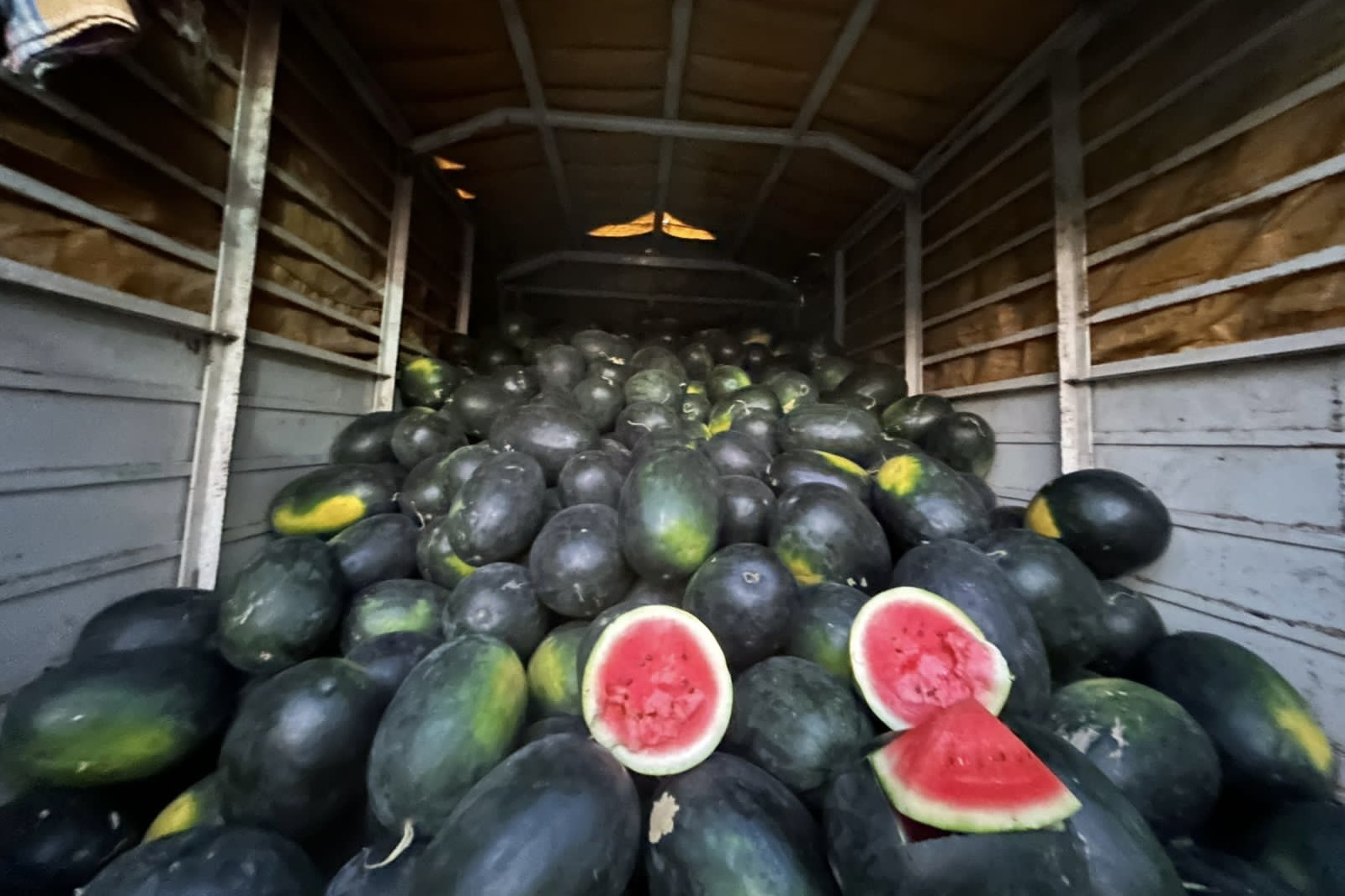 Индия наращивает экспорт гибридных арбузов