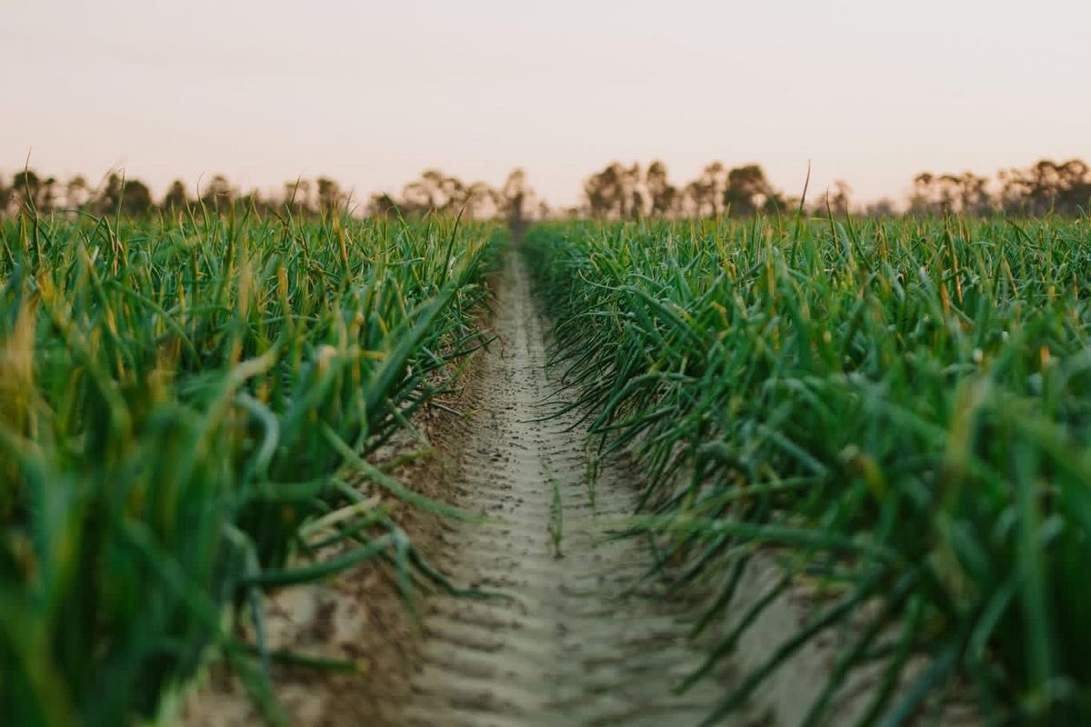 Видальские луковицы поступят в продажу 13 апреля