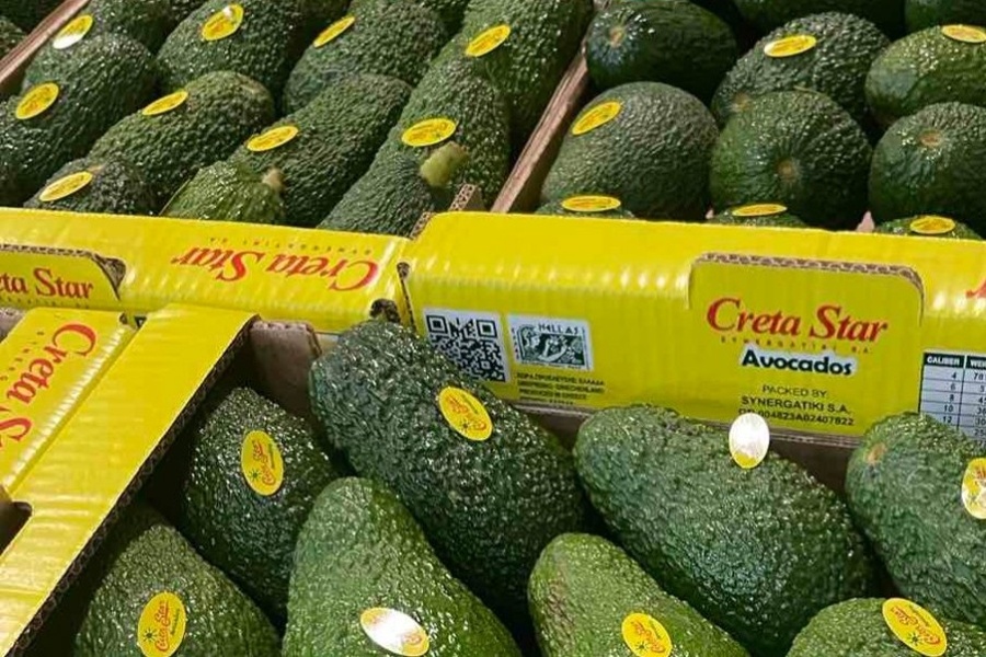 Meer aanbod, kleinere maten voor Griekse Hass-avocado’s