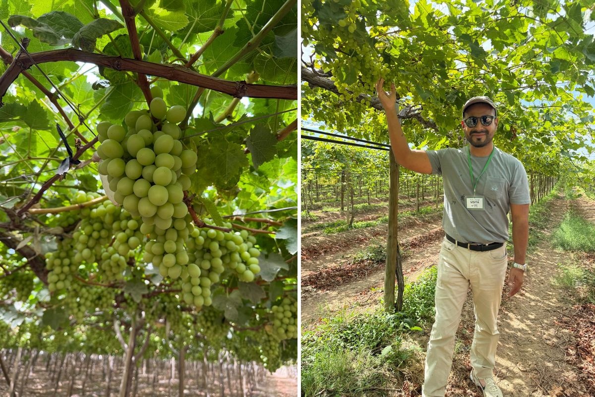 Regen treft de centrale druiventeeltregio van Chili