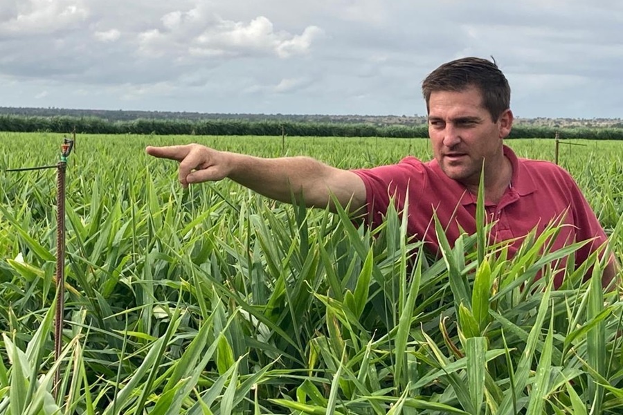 Magnifieke zomer voor Zuid-Afrikaanse gember