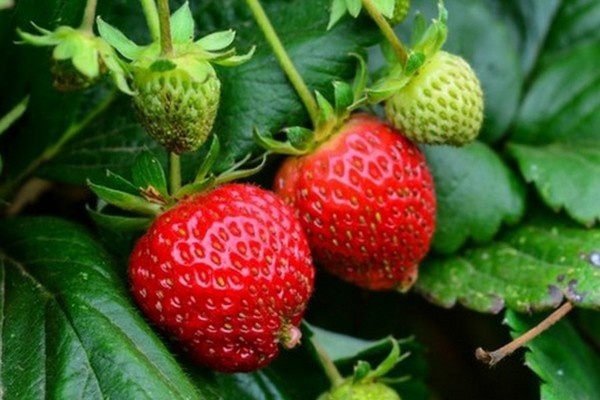 Жара в Калифорнии улучшит урожай клубники