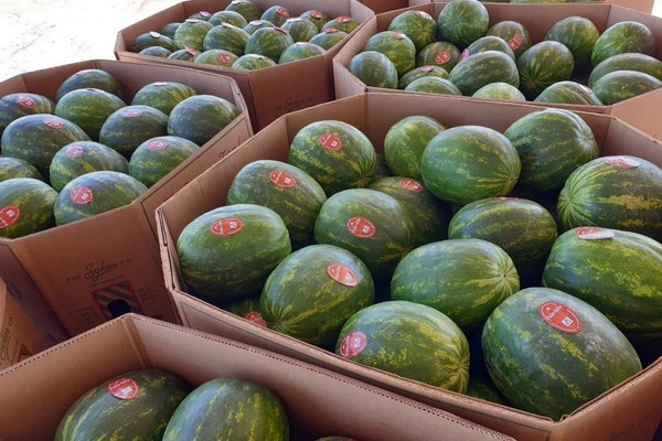 Ранний старт уборки арбузов в Эрмосильо