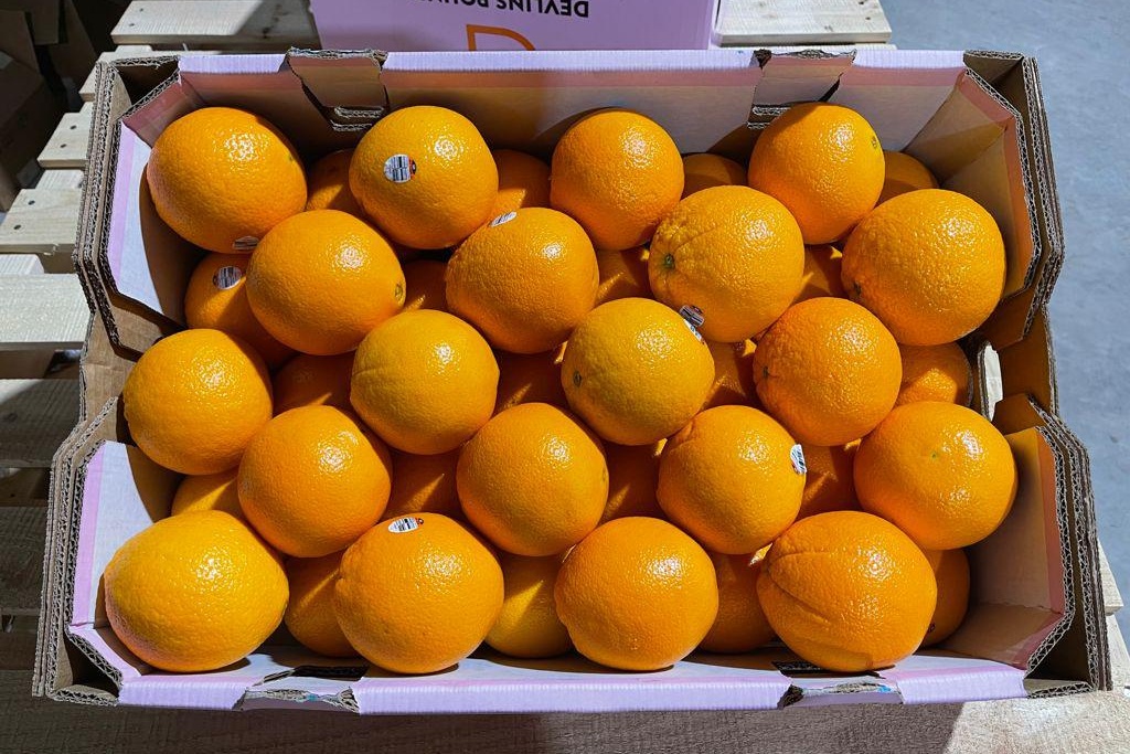 Экспорт цитрусовых: стратегия переориентации рынков
