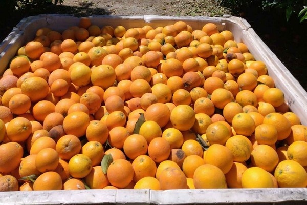 Жара вызывает опасения у садоводов цитрусовых