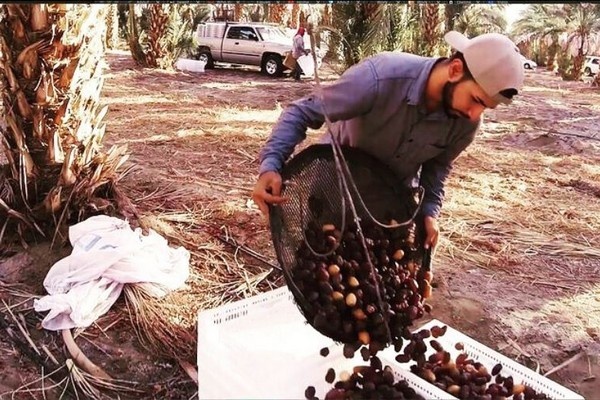 Спрос на финики превышает мировое предложение