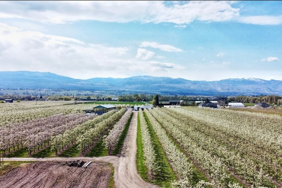 Промышленность груш в Британской Колумбии стремится к автоматизации